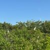 forestonthebay